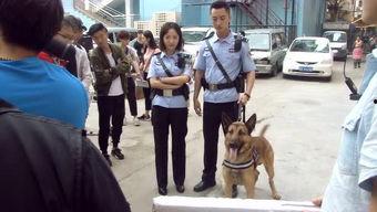 警犬电视剧花絮,幕后英雄的温馨瞬间