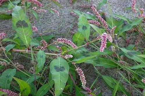 地根图片,探寻大地之母的神奇画卷