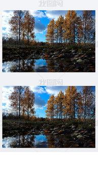 白杨资料背景,坚韧不拔的象征,探寻其背后的故事与精神